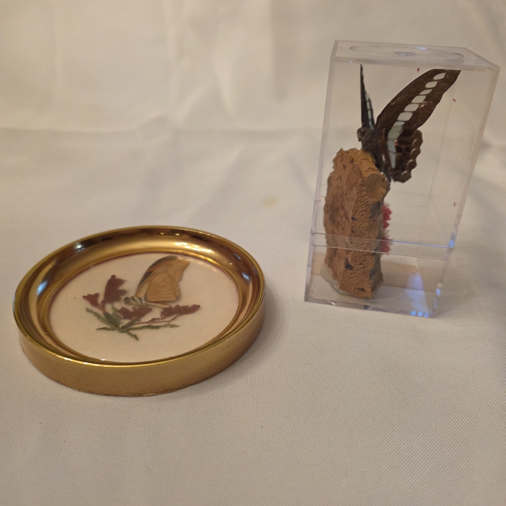Butterfly Display Set with Gold Accents